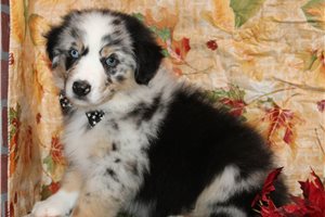 Gage - puppy for sale
