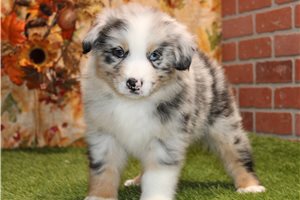 Gohan - puppy for sale