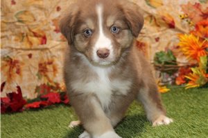 Georgie - Australian Shepherd for sale