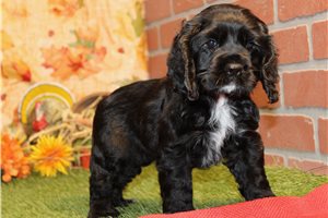 Celine - Cocker Spaniel for sale