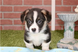 Elias - Corgi, American for sale