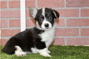 Ella - Corgi, American for sale