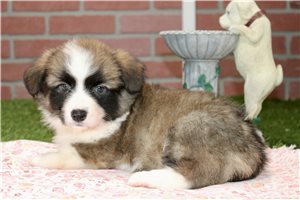 Evie - Corgi, American for sale