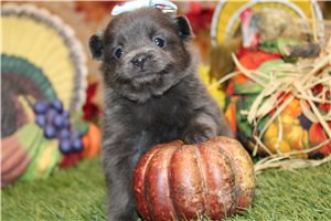 Cecile - Pomeranian for sale