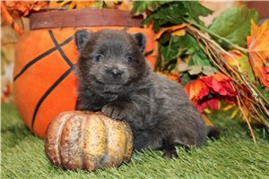 Chopper - puppy for sale