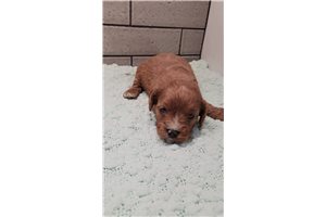 Maylee - Cavapoo for sale