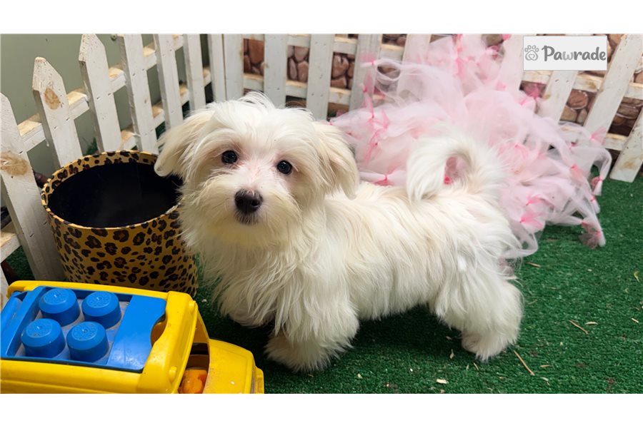 Jocelyn - Morkie for sale