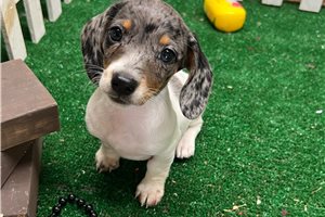 Emilia - puppy for sale