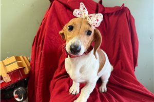 Cammie - Dachshund, Mini for sale