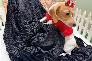 Cyra - Dachshund, Mini for sale