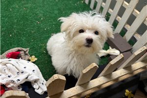 Darvin - Maltese for sale