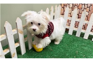 Darius - Maltese for sale