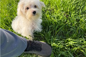 Darvin - Maltese for sale