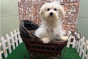 Darvin - Maltese for sale