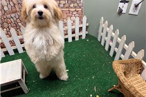 Leon - Malti Poo - Maltipoo for sale