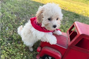 Foster - Malti Poo - Maltipoo for sale