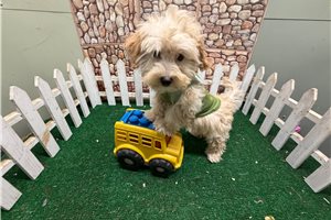 Chaz - Malti Poo - Maltipoo for sale