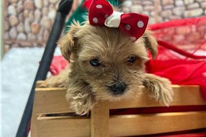 Cindylou - puppy for sale