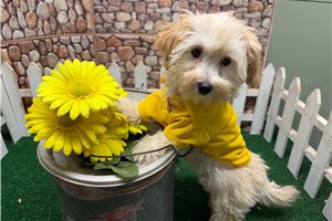 Leon - Malti Poo - Maltipoo for sale