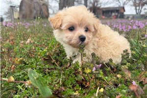 Fenway - Malti Poo - Maltipoo for sale