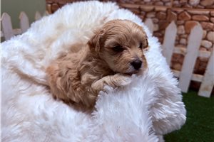 Chaz - puppy for sale