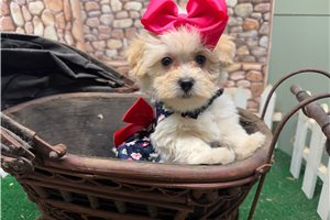 Farrah - Malti Poo - Maltipoo for sale