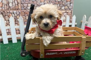 Chaz - Malti Poo - Maltipoo for sale