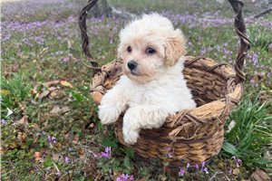 Foster - Malti Poo - Maltipoo for sale