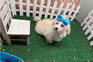 Farrah - Malti Poo - Maltipoo for sale