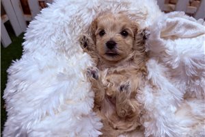 Leon - Malti Poo - Maltipoo for sale