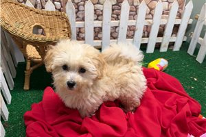 Leon - Malti Poo - Maltipoo for sale