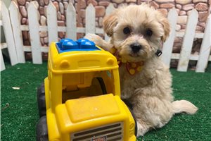 Leon - Malti Poo - Maltipoo for sale