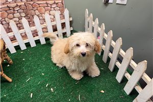 Chaz - Malti Poo - Maltipoo for sale