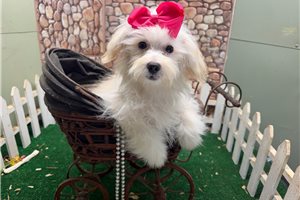 Farrah - Maltipoo for sale