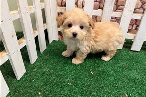 Nico - Malti Poo - Maltipoo for sale