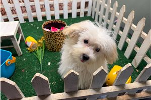 Farrah - Malti Poo - Maltipoo for sale