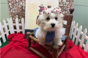 Farrah - Malti Poo - Maltipoo for sale