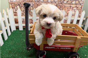 Kane - Malti Poo - Maltipoo for sale