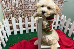 Chaz - Malti Poo - Maltipoo for sale