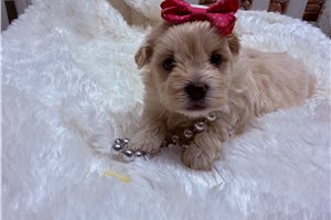 Farrah - puppy for sale