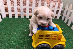 Kane - Malti Poo - Maltipoo for sale