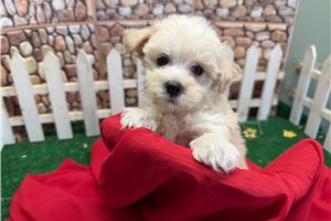 Nelson - Malti Poo - Maltipoo for sale