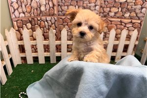 Nash - Malti Poo - Maltipoo for sale