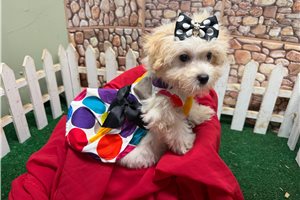 Farrah - Malti Poo - Maltipoo for sale
