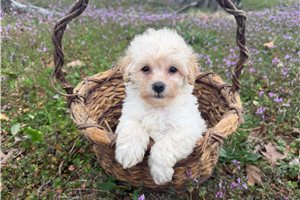 Foster - puppy for sale