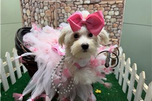Jocelyn - Morkie / Yorktese for sale