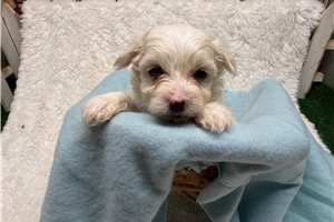 Gabriel - Morkie / Yorktese for sale