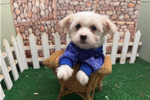 Gabriel - Morkie / Yorktese for sale