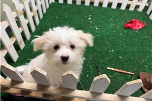Gabriel - Morkie / Yorktese for sale
