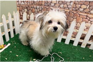 Gino - Morkie / Yorktese for sale